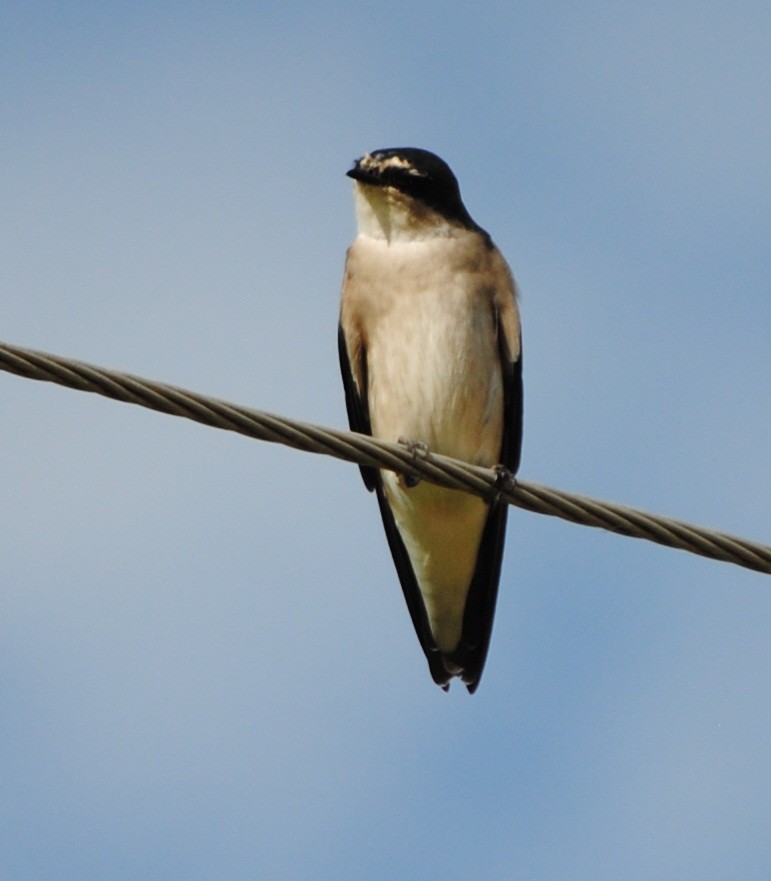 White-rumped Swallow - andres ebel