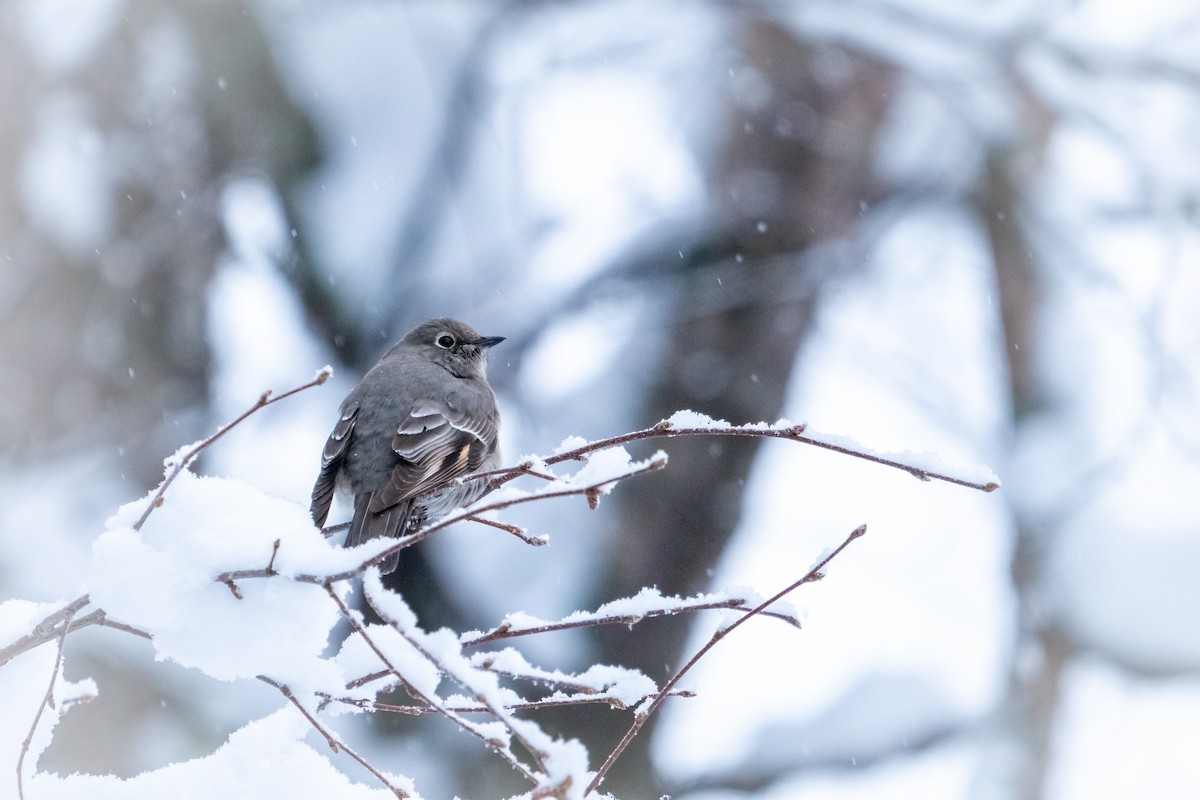 Townsend's Solitaire - ML129339821