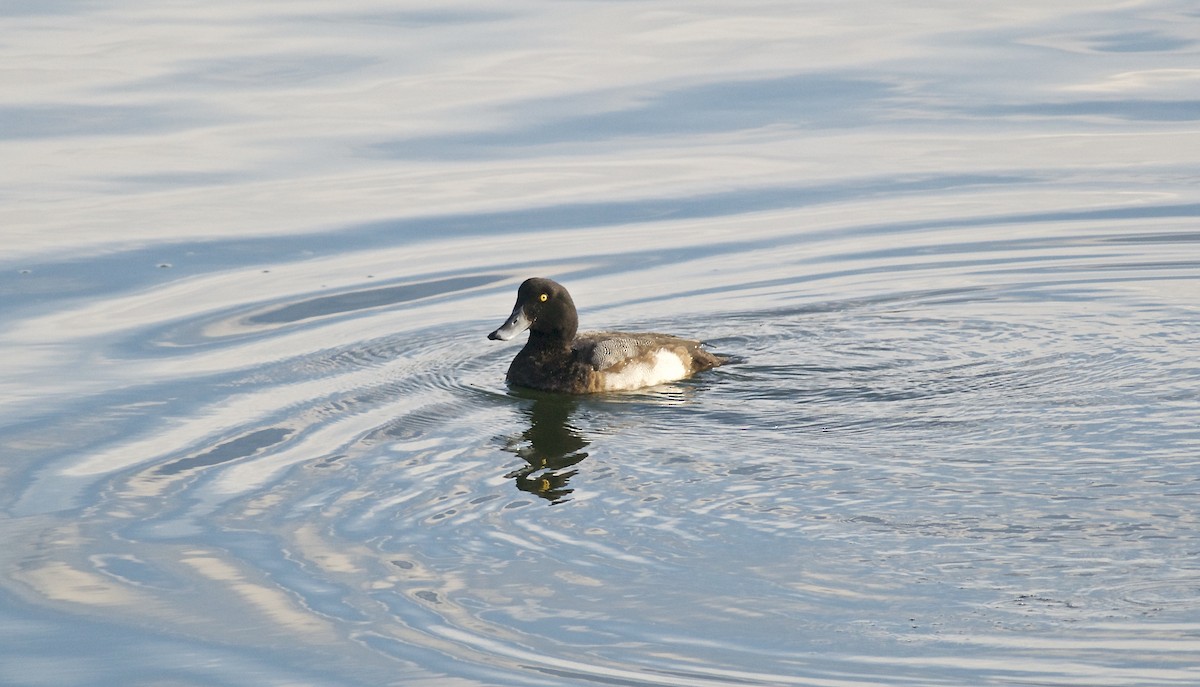 Greater Scaup - Paul Gould