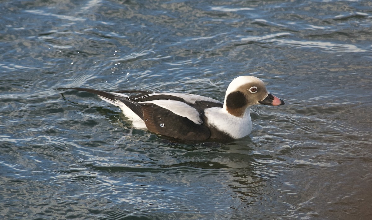 Long-tailed Duck - Paul Gould