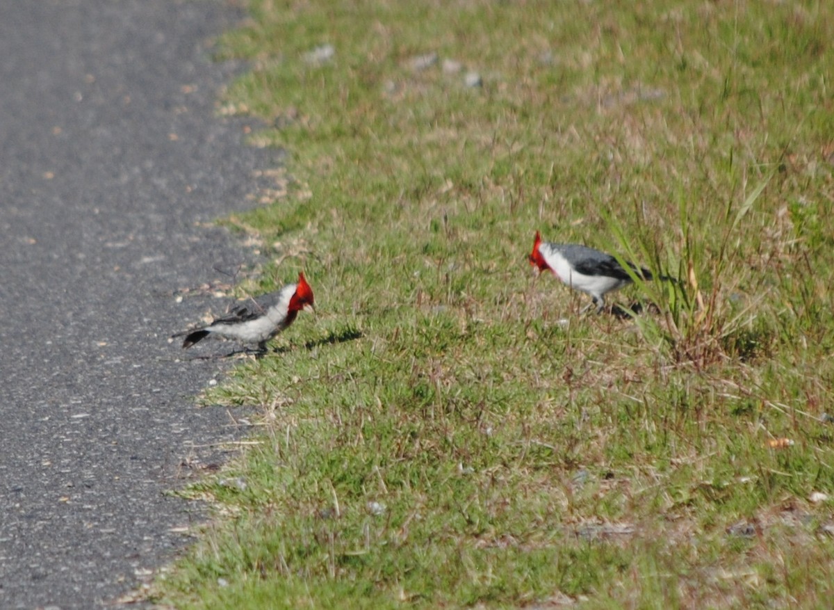 Red-crested Cardinal - ML129341071