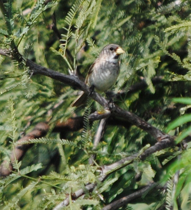 Double-collared Seedeater - ML129341511