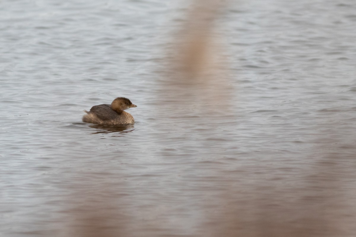 Pied-billed Grebe - Max McCarthy