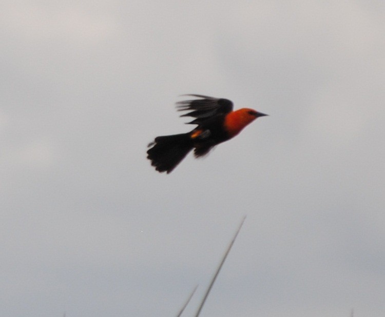 Scarlet-headed Blackbird - andres ebel