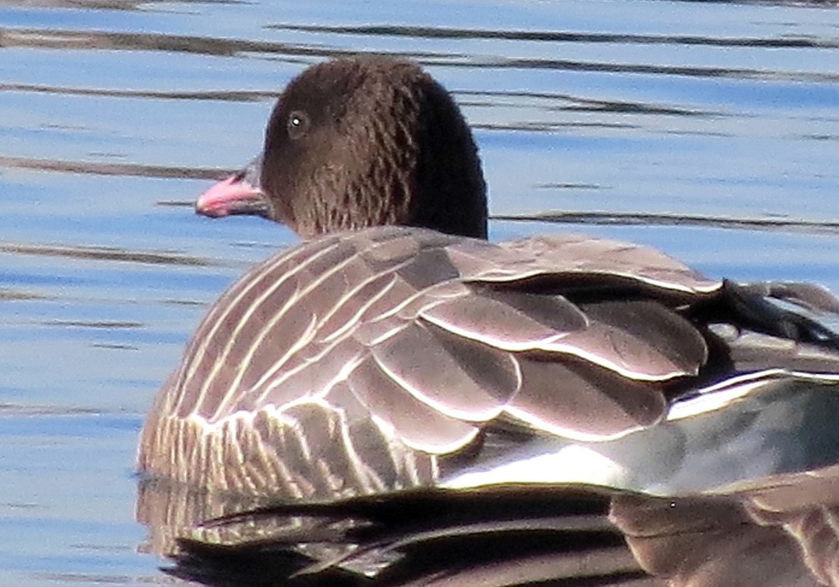 Pink-footed Goose - ML129344991