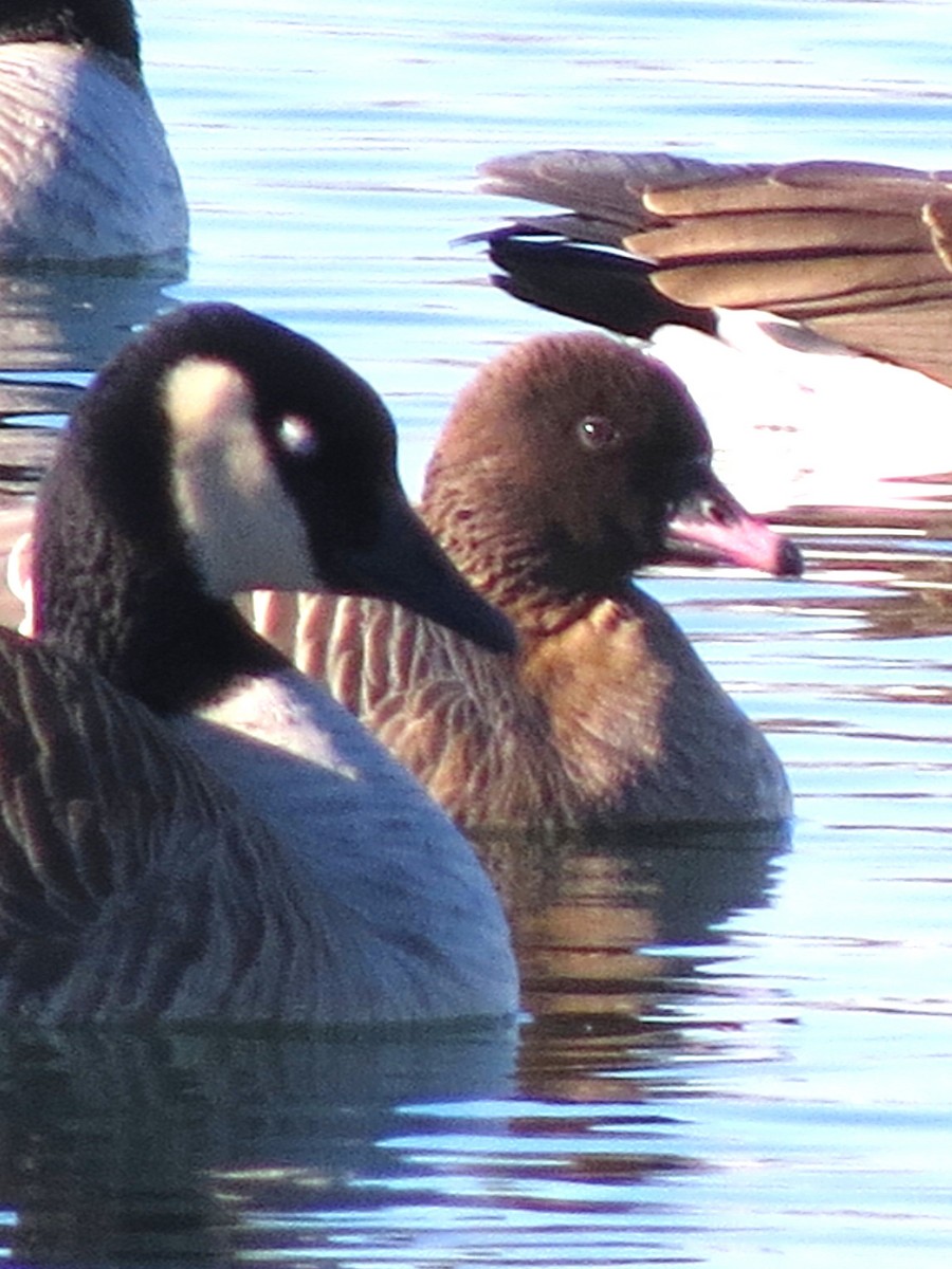 Pink-footed Goose - ML129345011