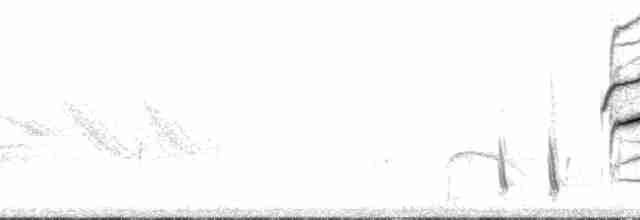 Chiguanco Thrush (anthracinus) - ML129347