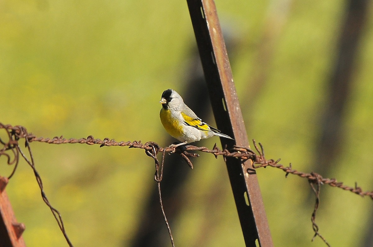 Lawrence's Goldfinch - ML129348151