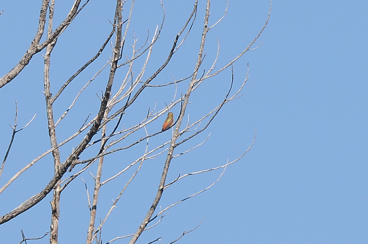 Allen's Hummingbird - ML129348881