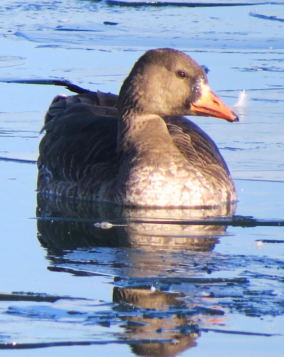 Greater White-fronted Goose - ML129349051
