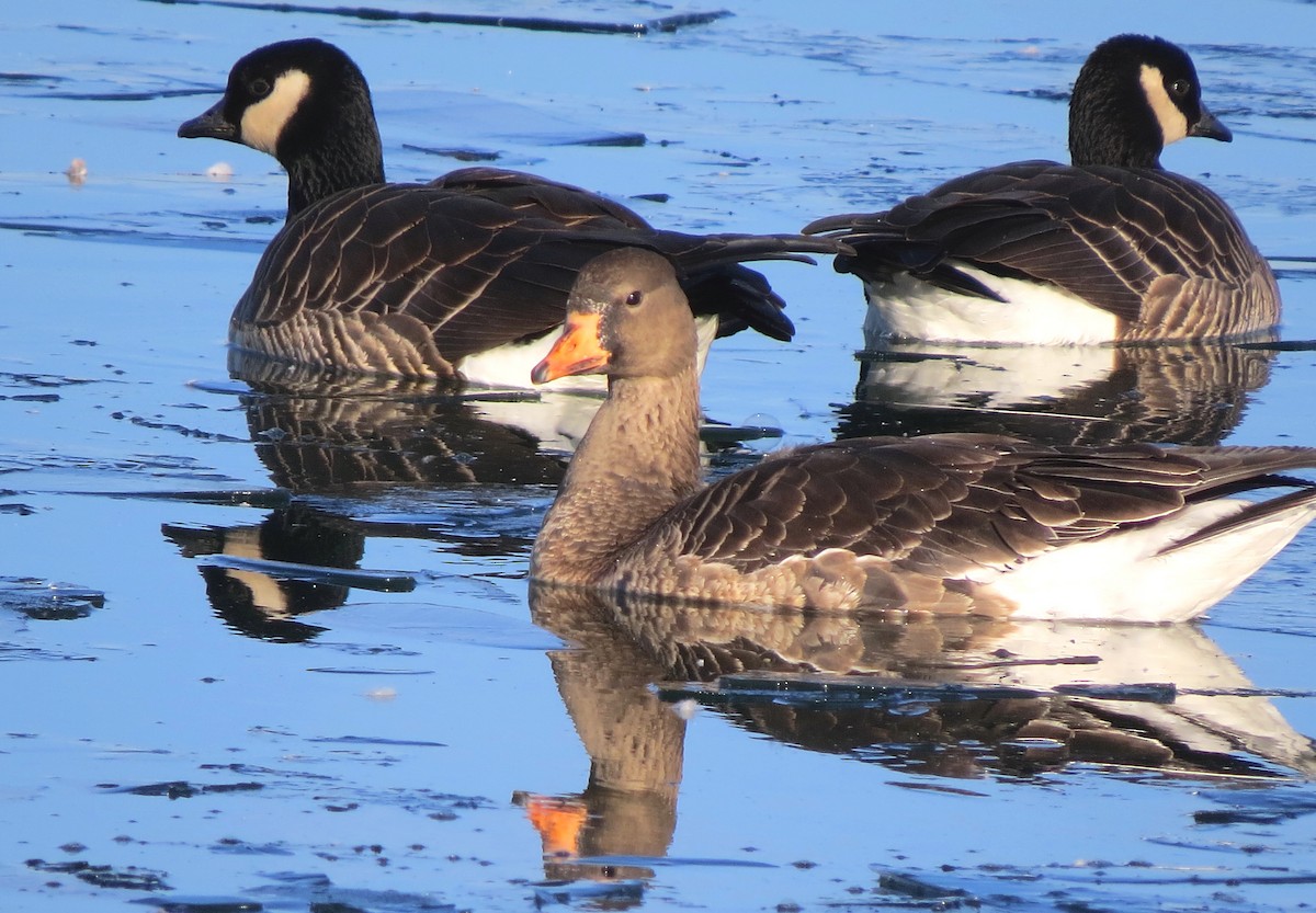 Greater White-fronted Goose - ML129349131