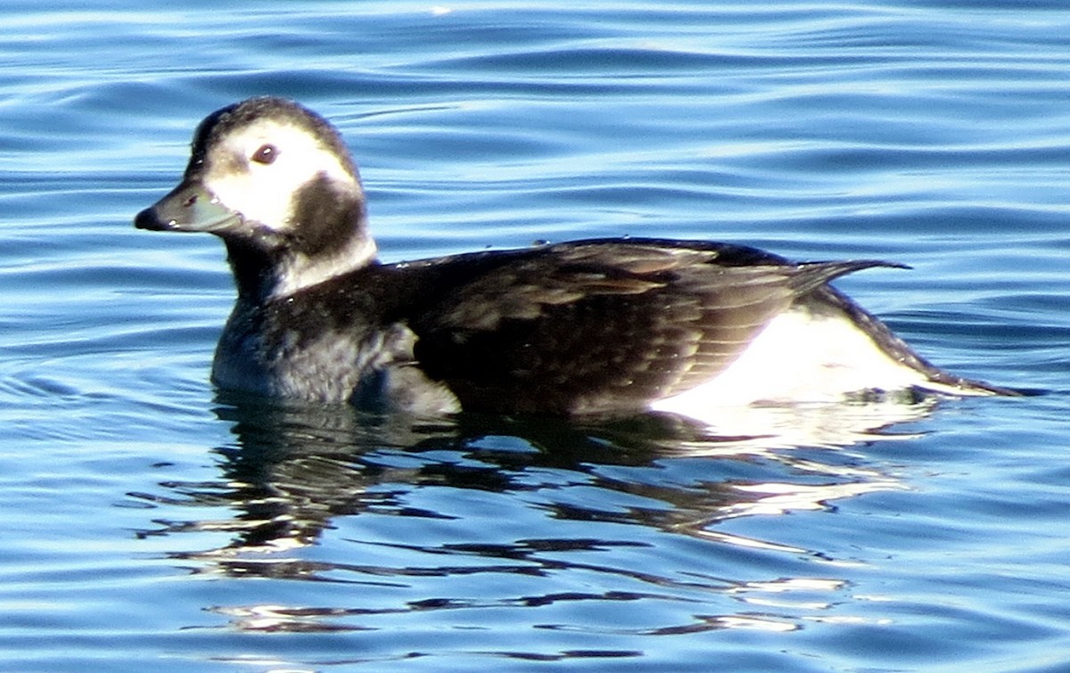 Long-tailed Duck - ML129350821