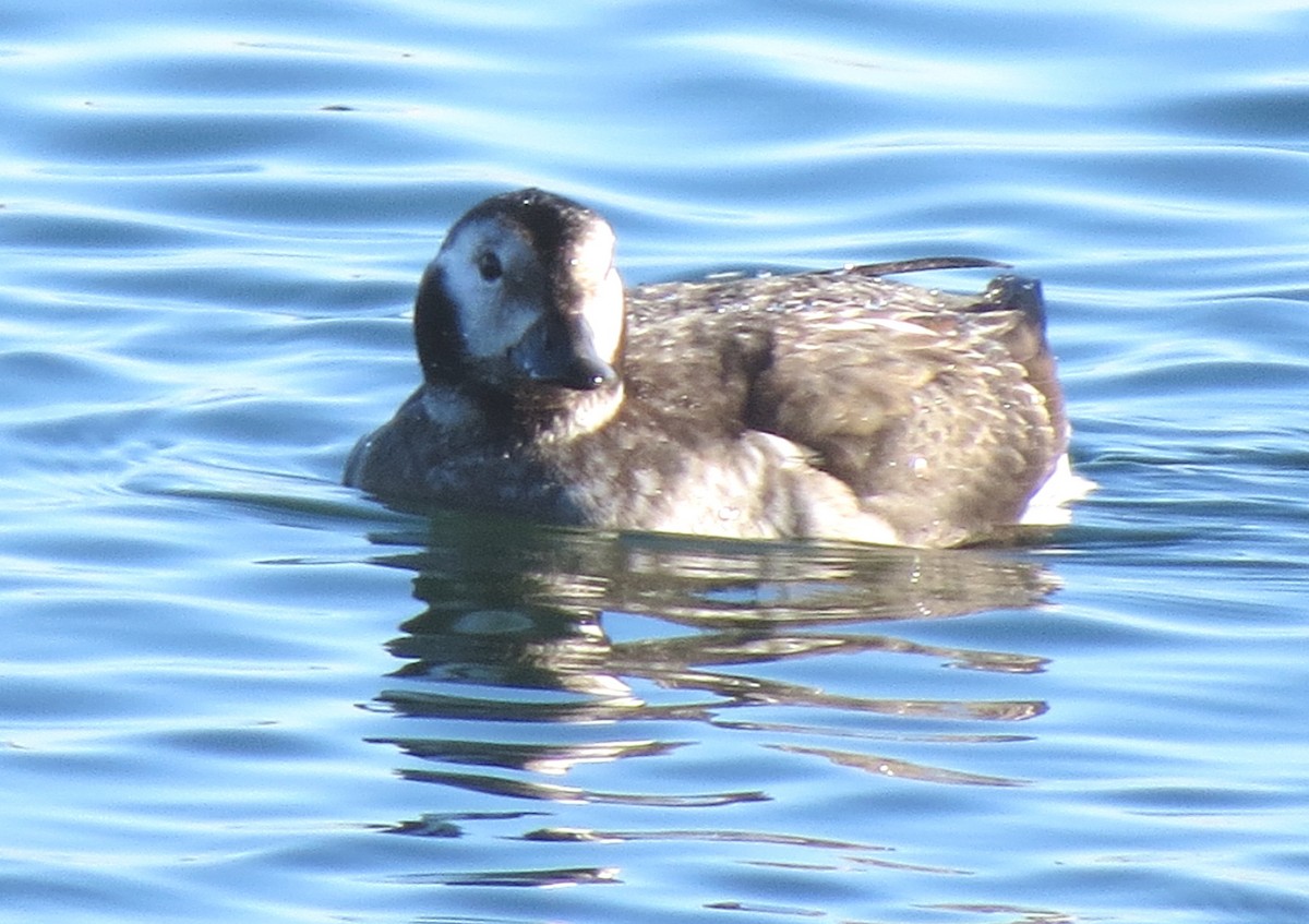Long-tailed Duck - ML129350831