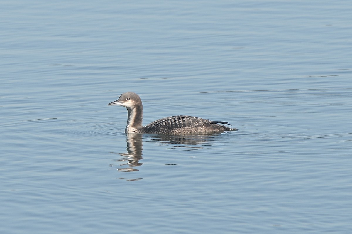 Pacific Loon - Cory Gregory