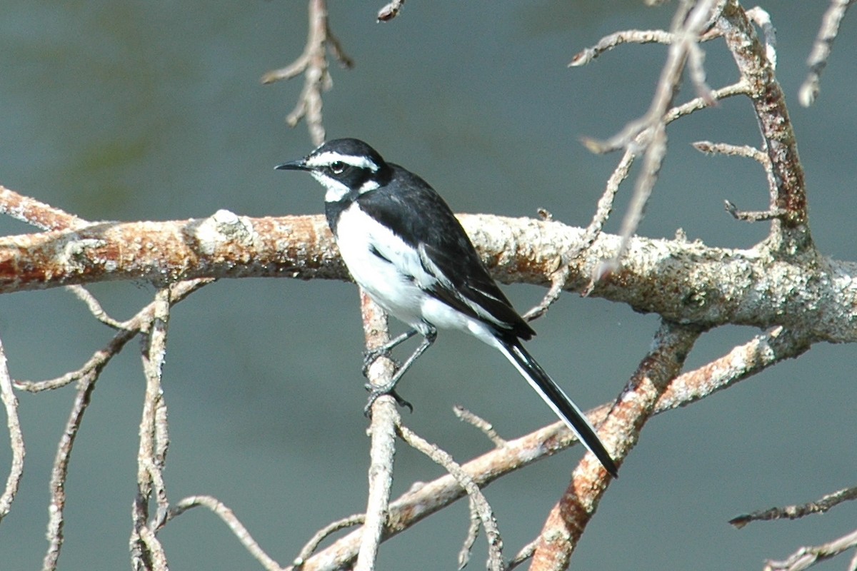 African Pied Wagtail - Jonathan Heller