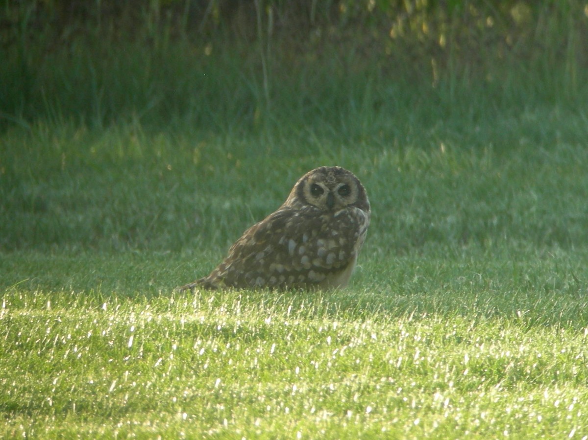 Short-eared Owl (Antillean) - ML129351671
