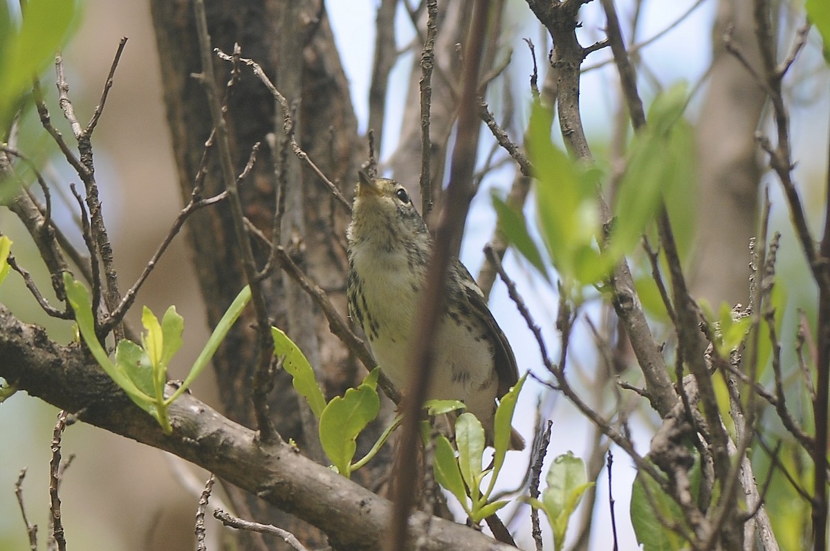Blackpoll Warbler - Cory Gregory