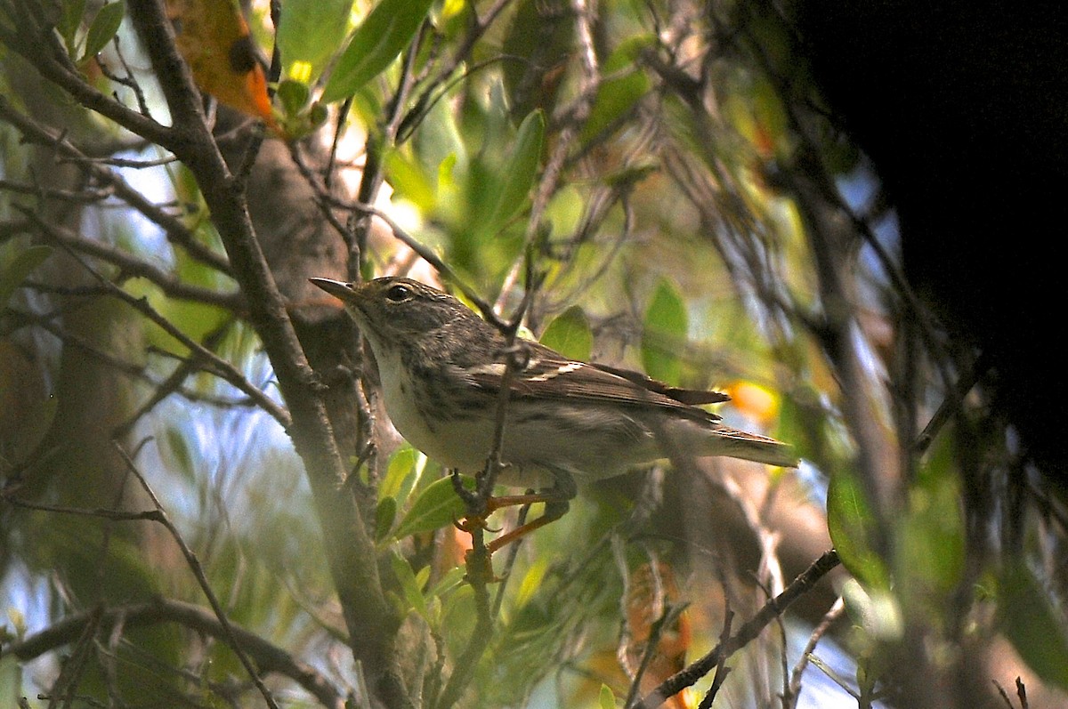 Blackpoll Warbler - Cory Gregory