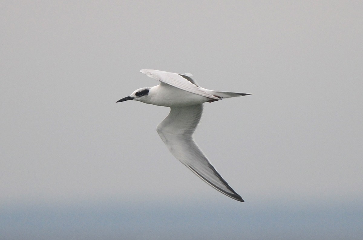 Forster's Tern - Cory Gregory