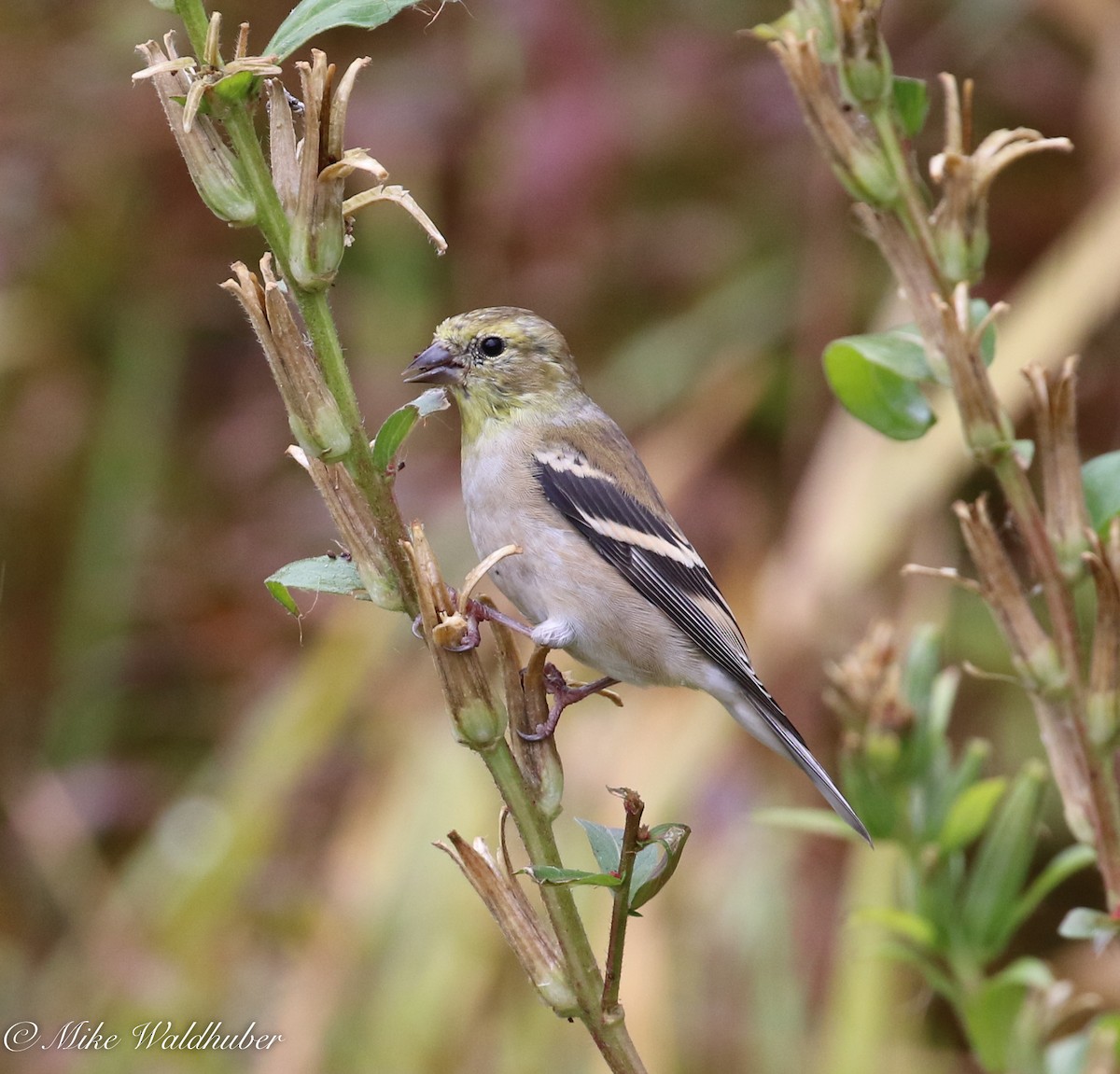 American Goldfinch - Mike Waldhuber