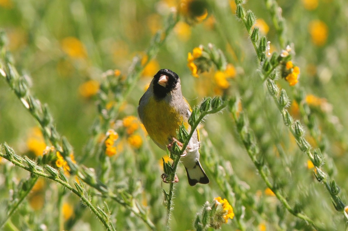 Lawrence's Goldfinch - ML129353641