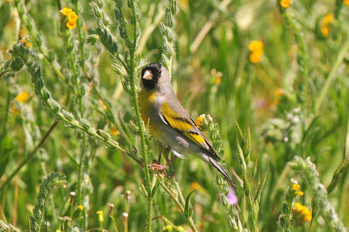 Lawrence's Goldfinch - ML129353661