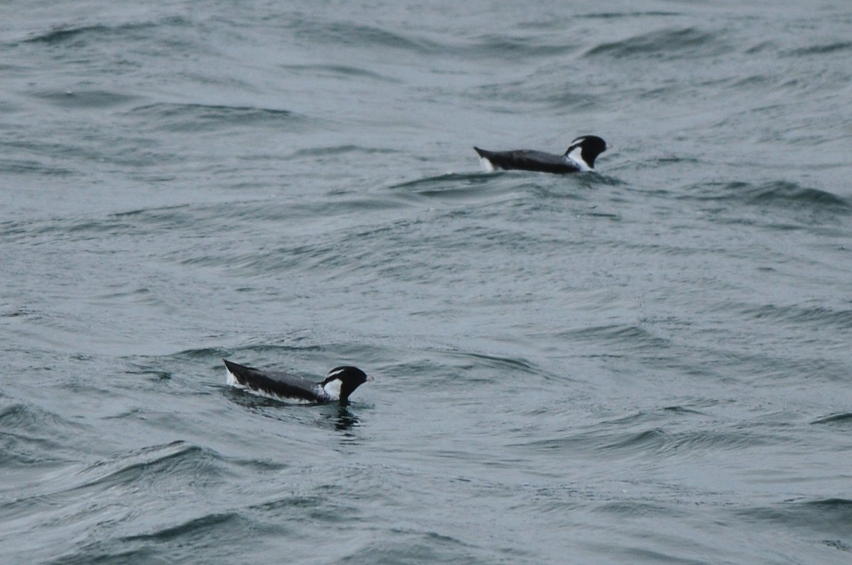 Ancient Murrelet - Cory Gregory