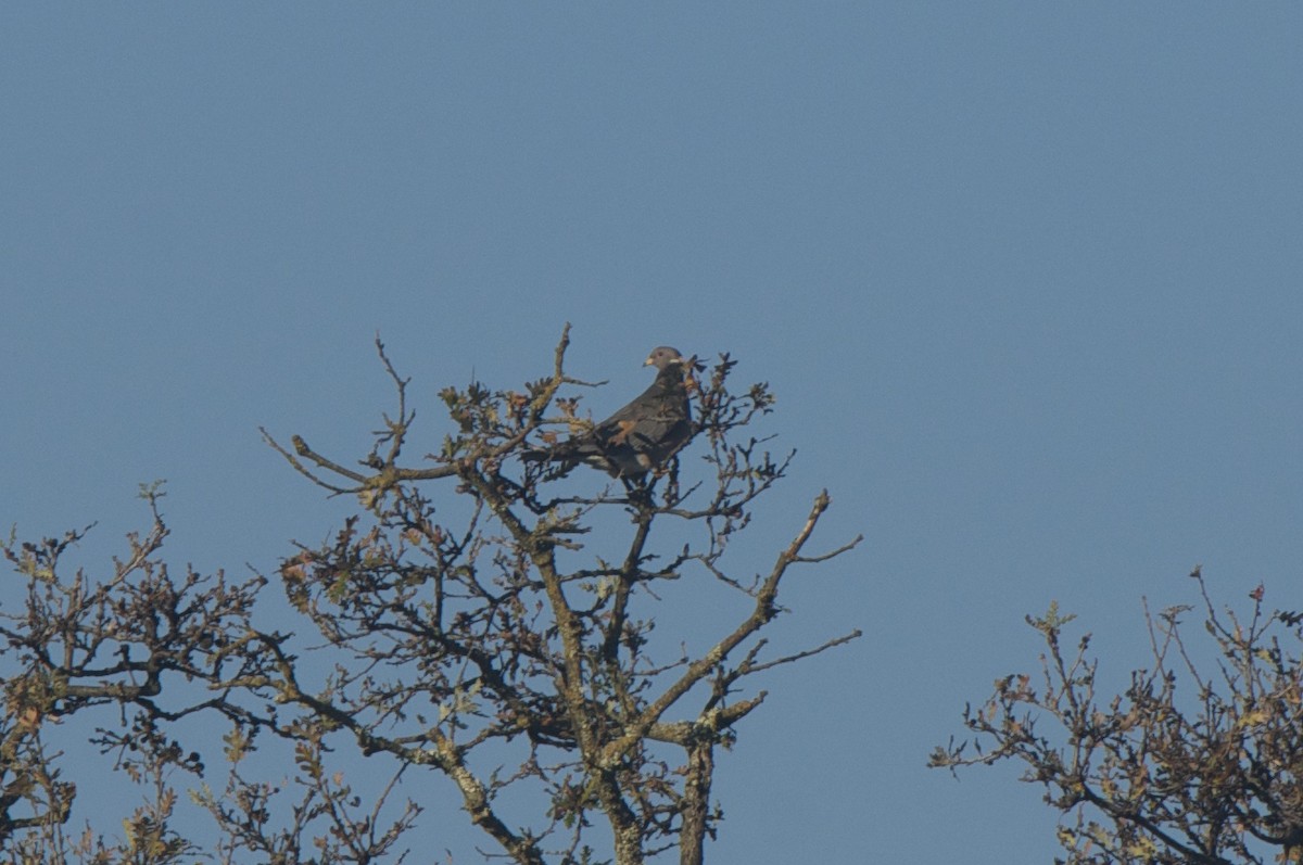 Band-tailed Pigeon - ML129356871