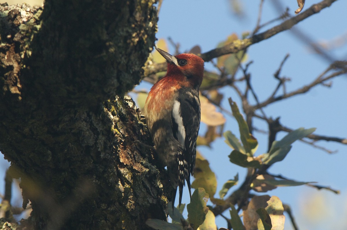 Red-breasted Sapsucker - Cory Gregory