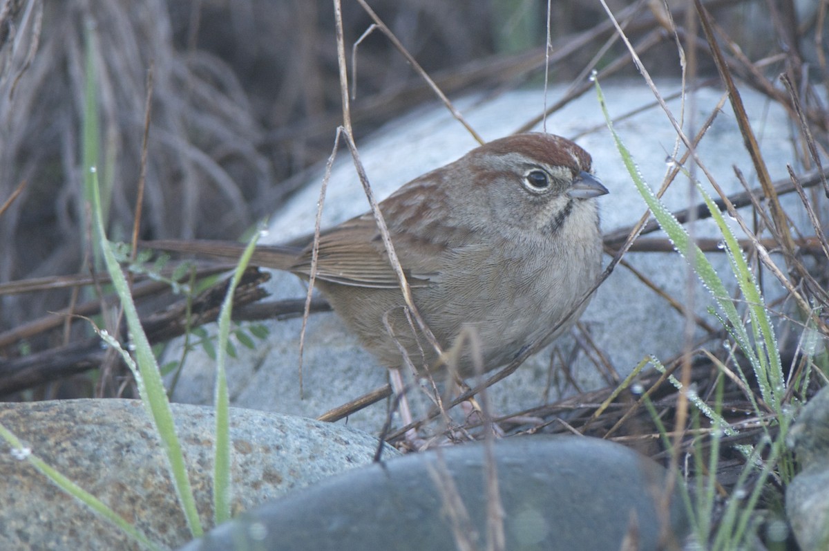 Rufous-crowned Sparrow - Cory Gregory