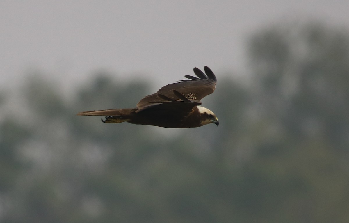 Western Marsh Harrier - Bhaarat Vyas