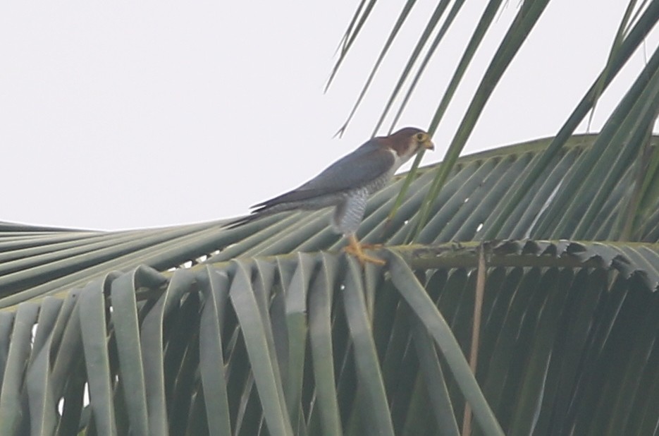 Red-necked Falcon - ML129363461