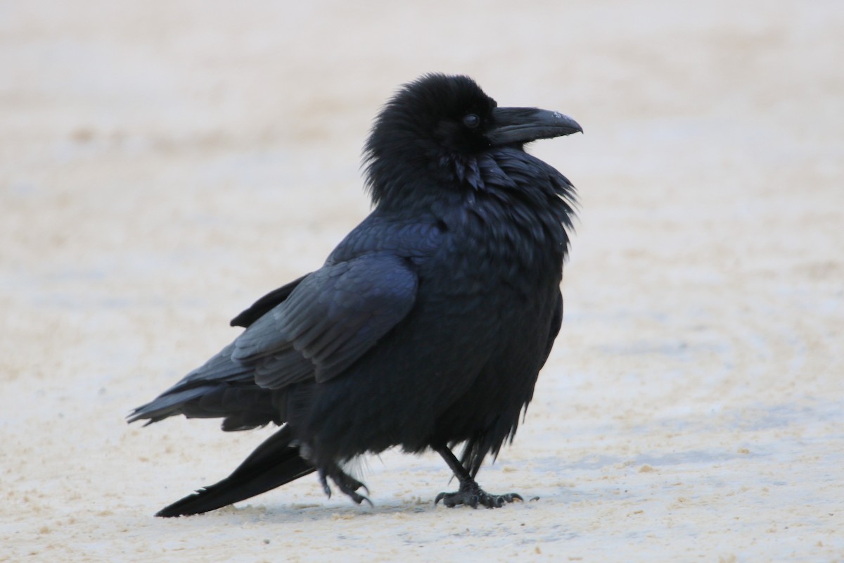 Common Raven - Plamen Peychev