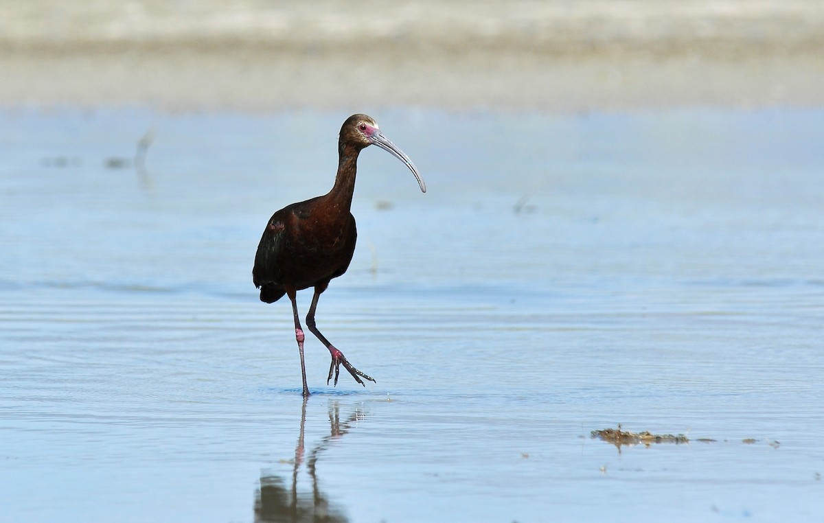 White-faced Ibis - Ryan O'Donnell