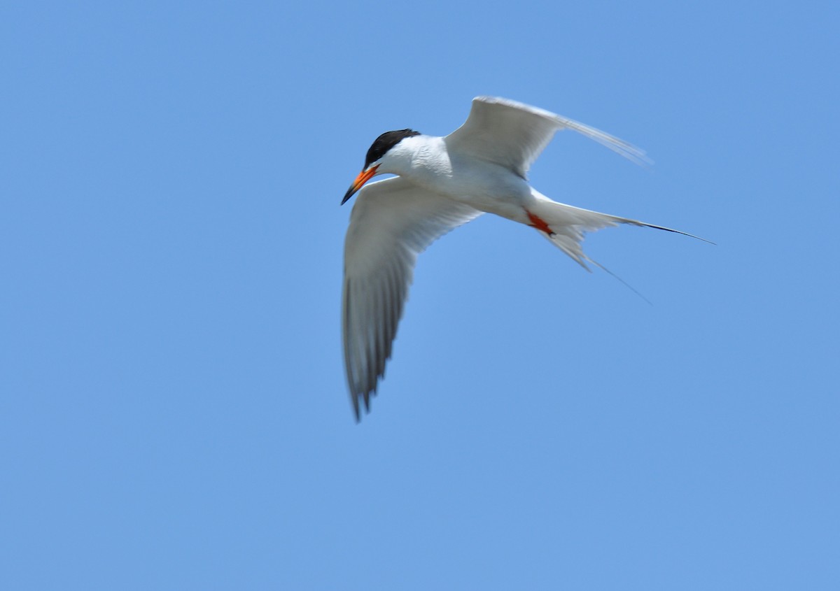 Forster's Tern - Ryan O'Donnell