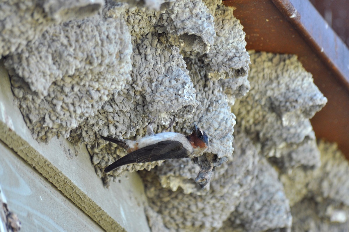 Cliff Swallow (pyrrhonota Group) - Ryan O'Donnell