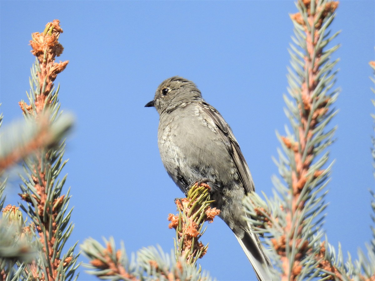 Townsend's Solitaire - Tina Toth