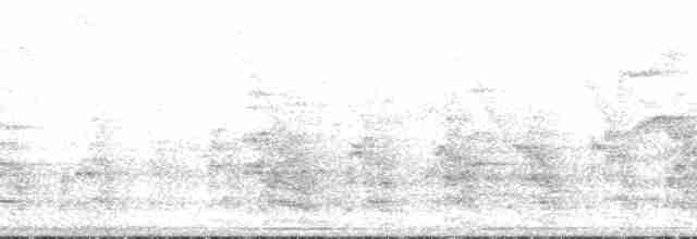 Ak Tepeli Elenya (chilensis) - ML129371