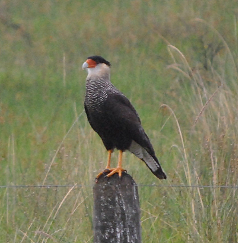 Crested Caracara (Southern) - ML129372401