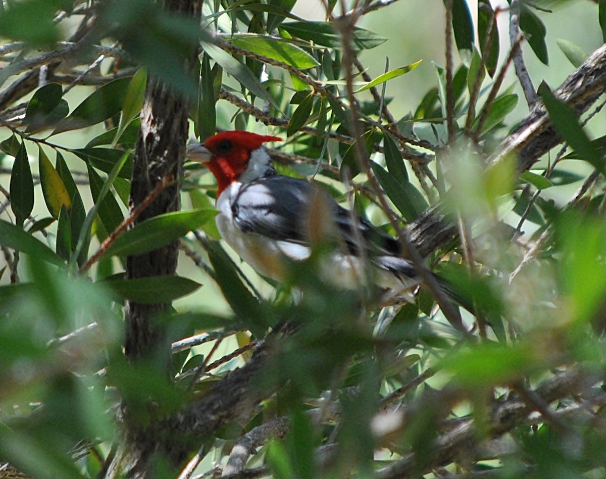 Red-crested Cardinal - ML129373241