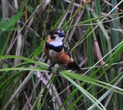 Rusty-collared Seedeater - ML129373381