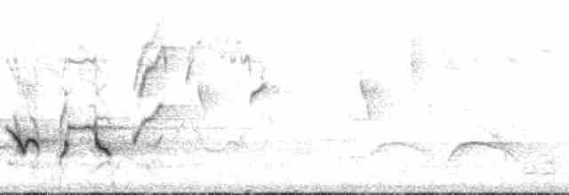Chiguanco Thrush (anthracinus) - ML129376
