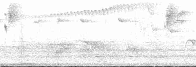 Очковый дромник (argentinus) - ML129377