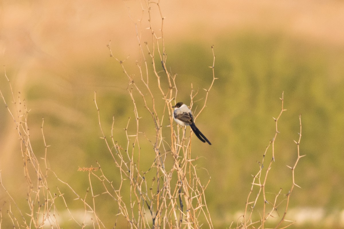 Fork-tailed Flycatcher - Colton Robbins