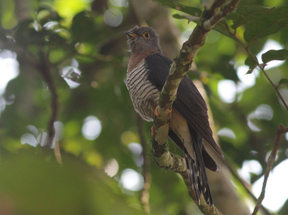 Red-chested Cuckoo - Stephan Lorenz