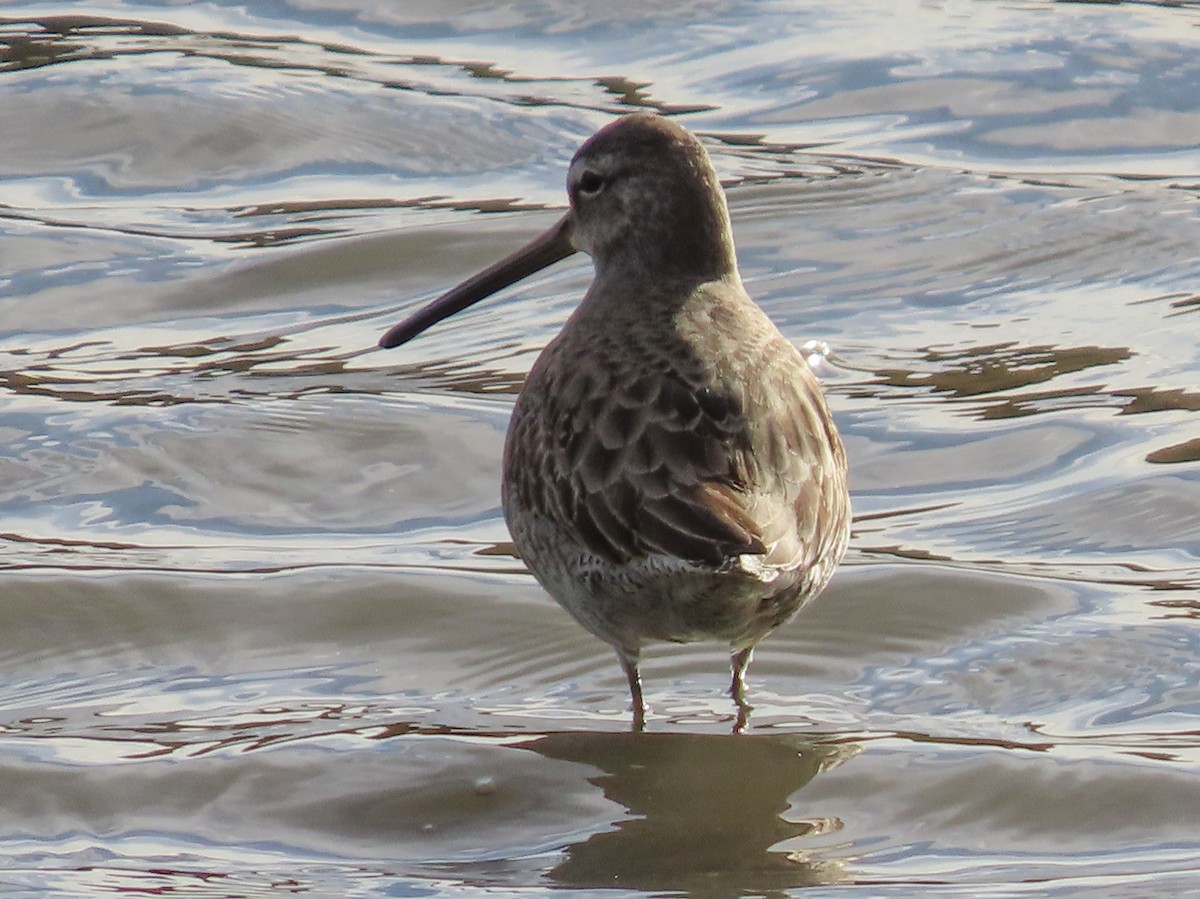 Long-billed Dowitcher - ML129381591