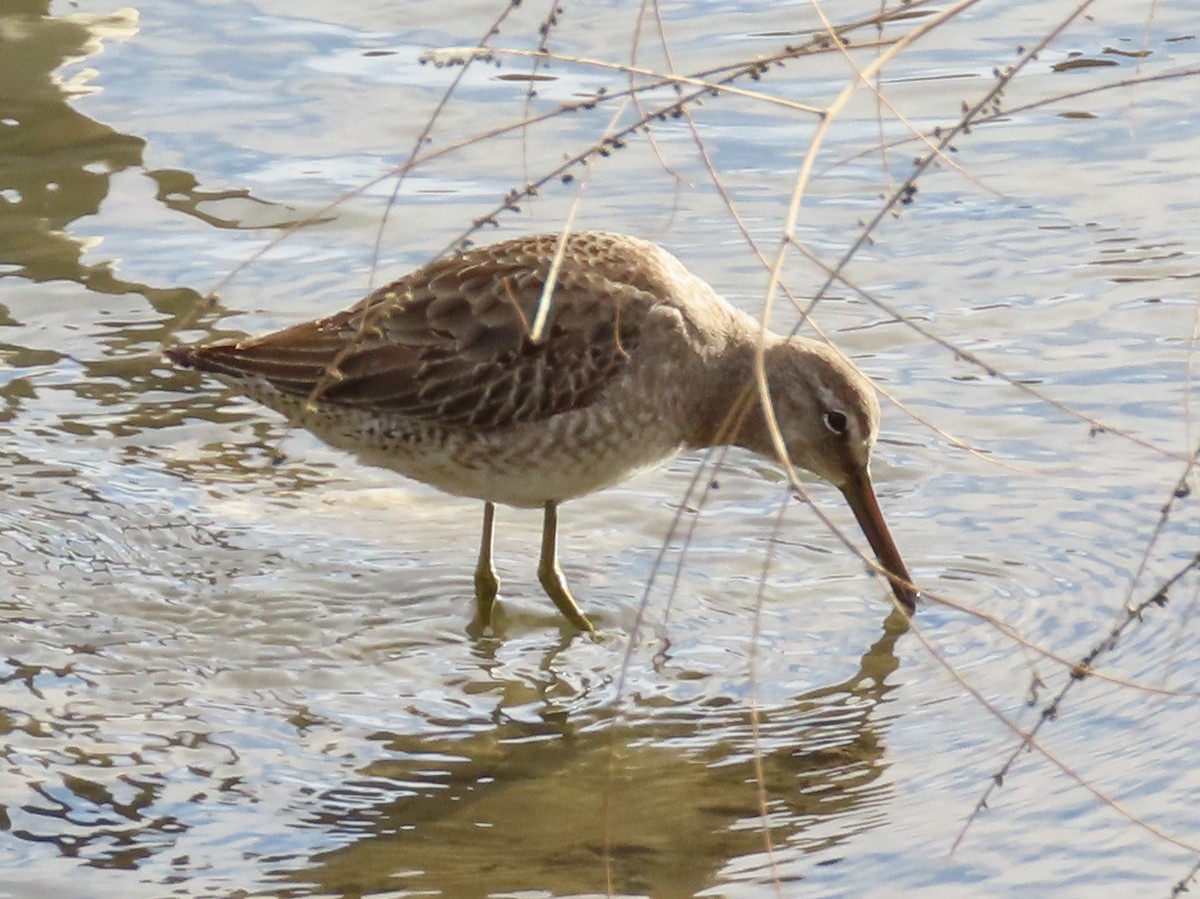 Long-billed Dowitcher - ML129381611