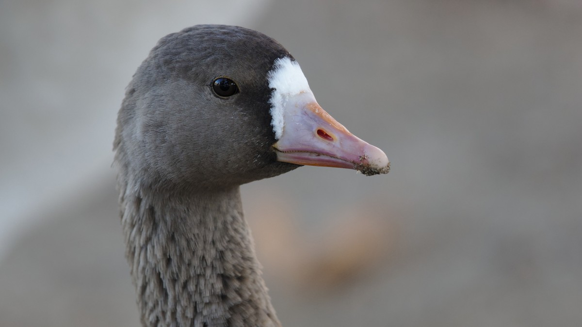 Greater White-fronted Goose - ML129381831