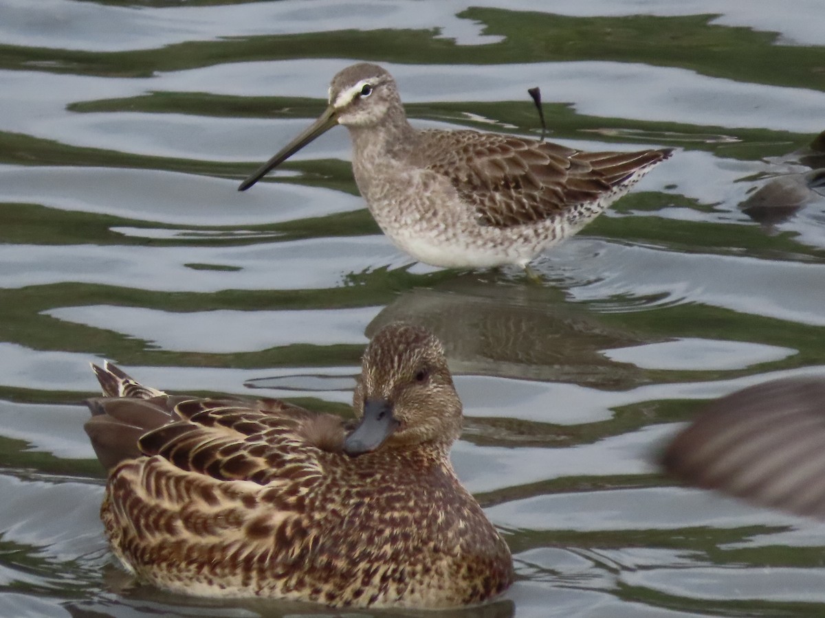 Long-billed Dowitcher - ML129382271