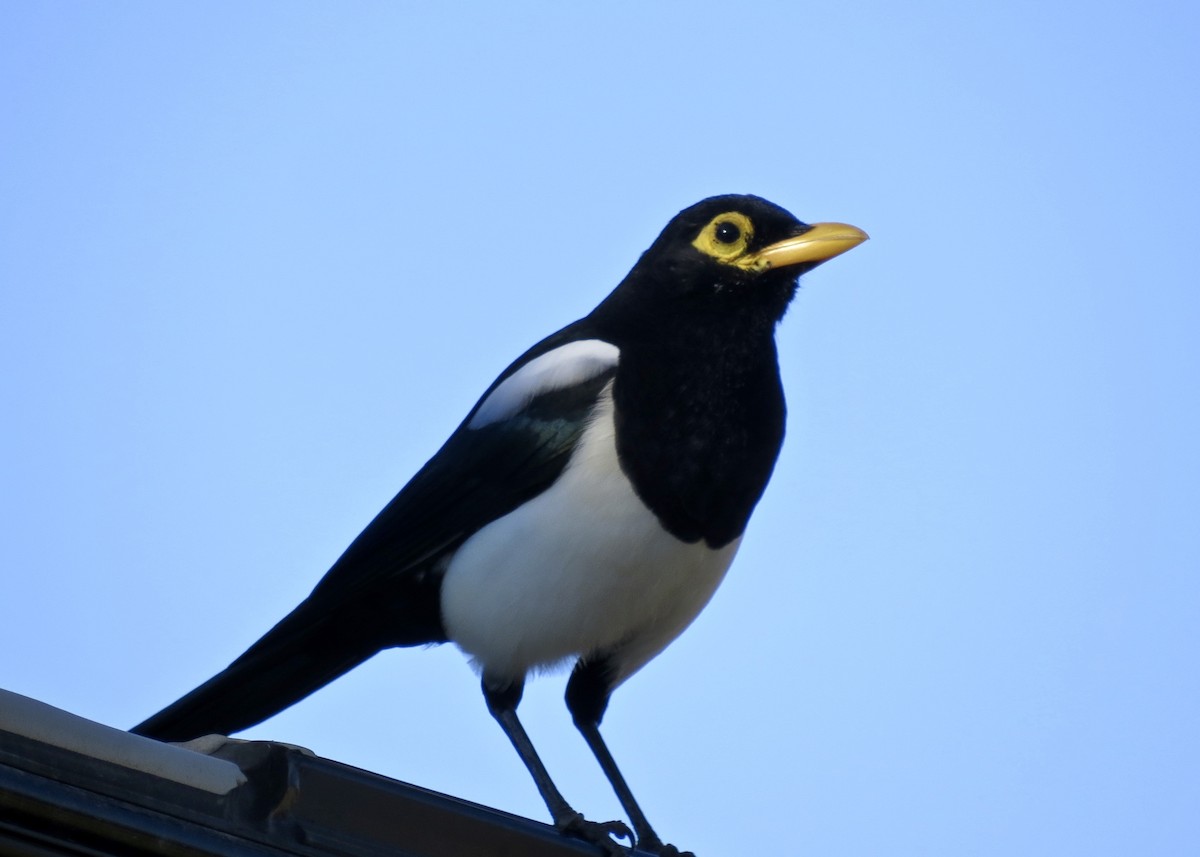 Yellow-billed Magpie - Dave Bengston